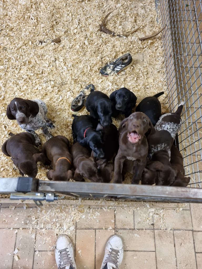 Chiot Braque allemand à poil court De La Vallée Aux Chevaux